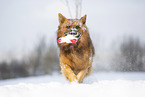 spielender Harzer Fuchs