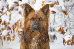 Harzer Fuchs Portrait