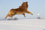 springender Harzer Fuchs