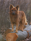 Harzer Fuchs Rde