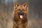 Harzer Fuchs Rde