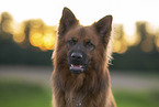 Harzer Fuchs Rde