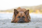 Harzer Fuchs Rde