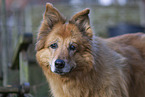 alter Harzer Fuchs Portrait