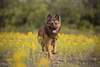 Harzer Fuchs Rde