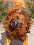 ausgewachsener Harzer Fuchs