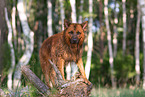 ausgewachsener Harzer Fuchs