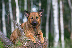 ausgewachsener Harzer Fuchs
