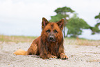 ausgewachsener Harzer Fuchs