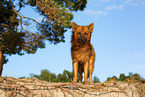 ausgewachsener Harzer Fuchs