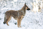 Harzer Fuchs im Winter