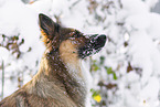 Harzer Fuchs im Winter