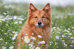 Harzer Fuchs