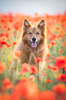 Harzer Fuchs