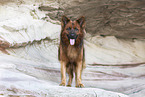 Harzer Fuchs