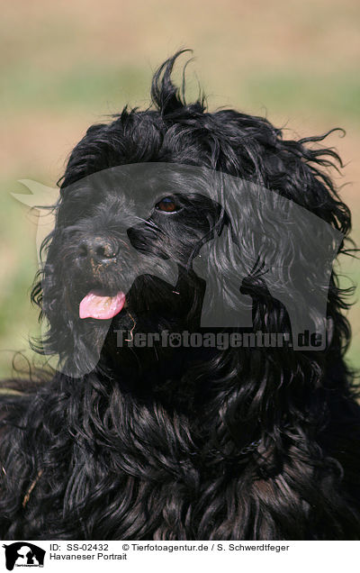 Havaneser Portrait / Havanese portrait / SS-02432