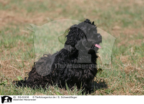 sitzender Havaneser / sitting Havanese / SS-02436