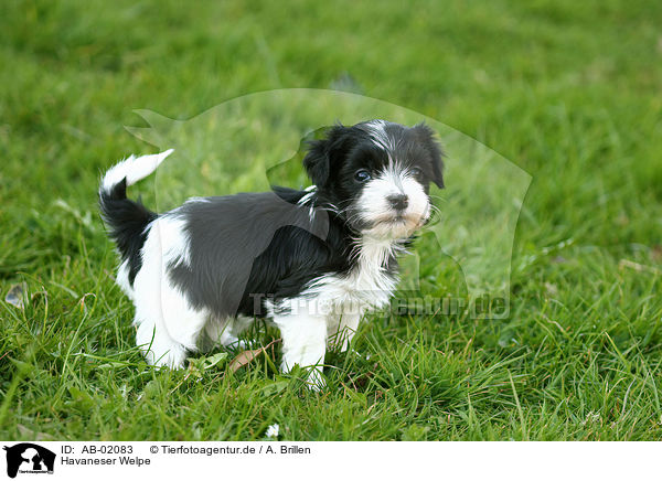 Havaneser Welpe / Havanese Puppy / AB-02083