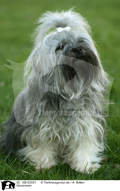 Havaneser / Havanese / AB-02091