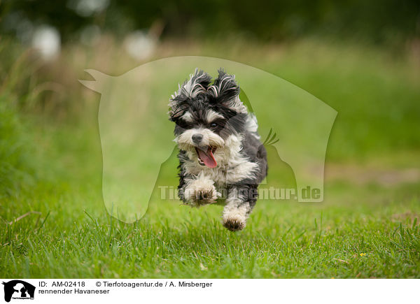 rennender Havaneser / running Havanese / AM-02418