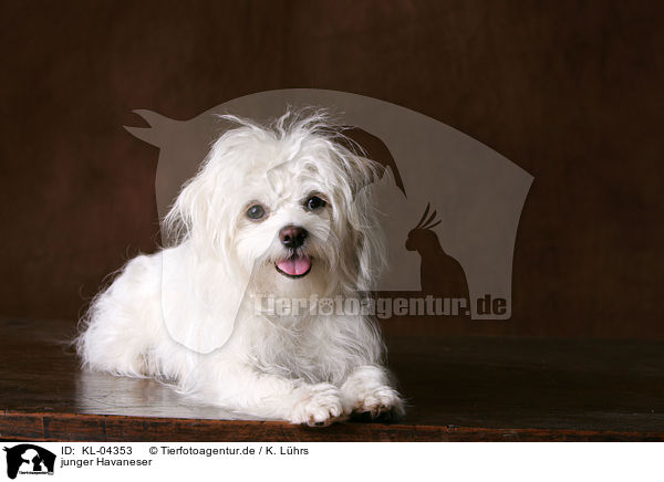 junger Havaneser / young havanes / KL-04353