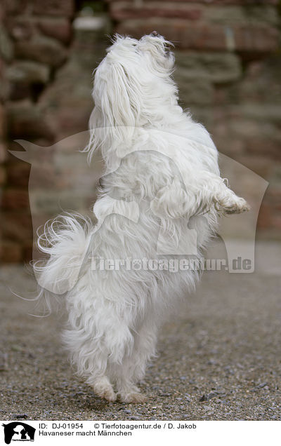Havaneser macht Mnnchen / havanese shows trick / DJ-01954