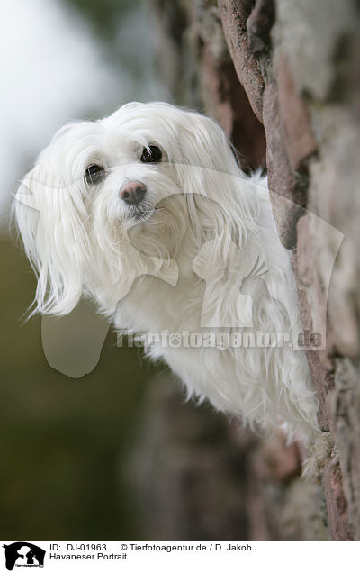 Havaneser Portrait / havanese portrait / DJ-01963