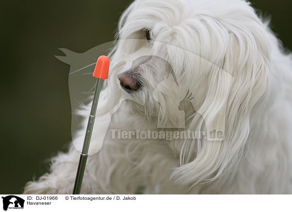 Havaneser / havanese / DJ-01966