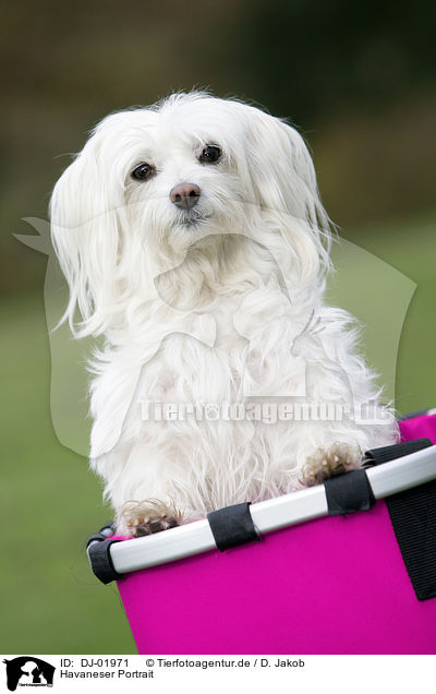 Havaneser Portrait / havanese portrait / DJ-01971