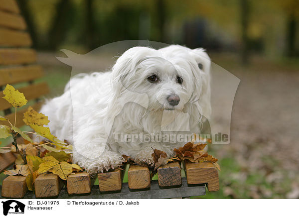 Havaneser / havanese / DJ-01975