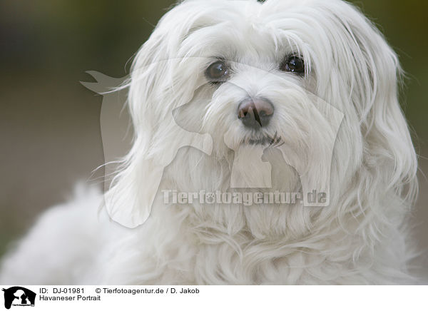 Havaneser Portrait / havanese portrait / DJ-01981
