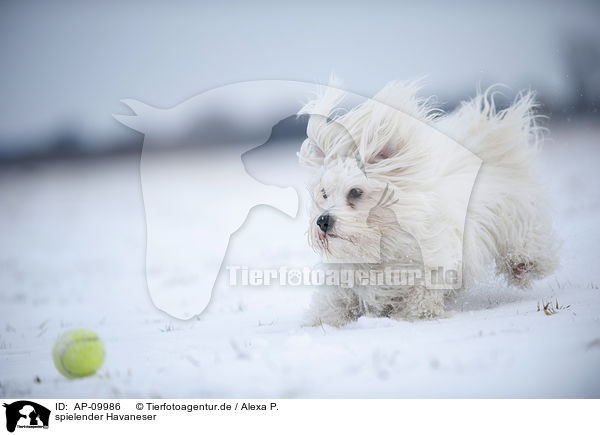 spielender Havaneser / playing havanese / AP-09986