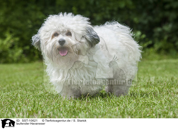laufender Havaneser / walking havanese / SST-10621