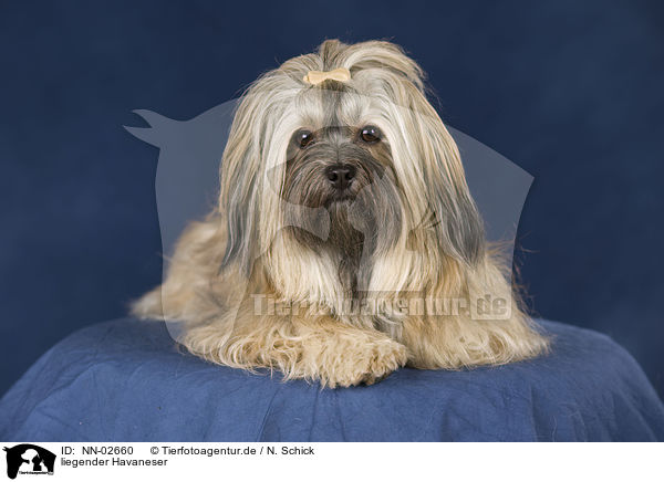 liegender Havaneser / lying havanese / NN-02660