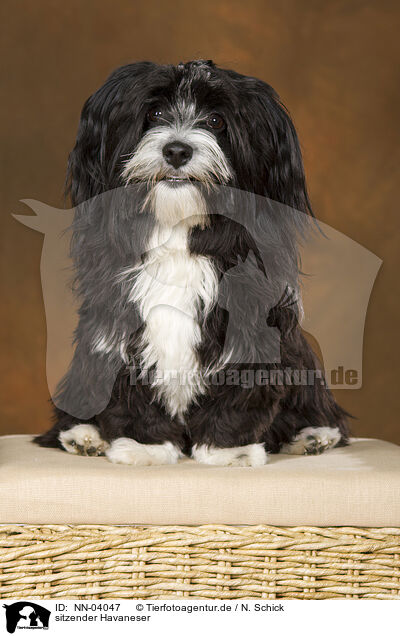 sitzender Havaneser / sitting havanese / NN-04047