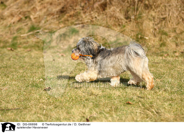 spielender Havaneser / playing havanese / DG-06898