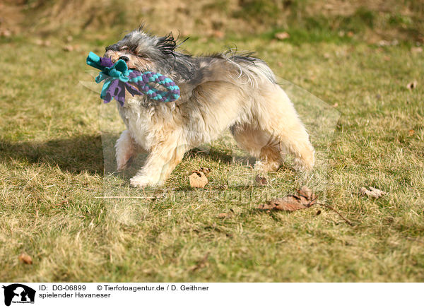 spielender Havaneser / playing havanese / DG-06899