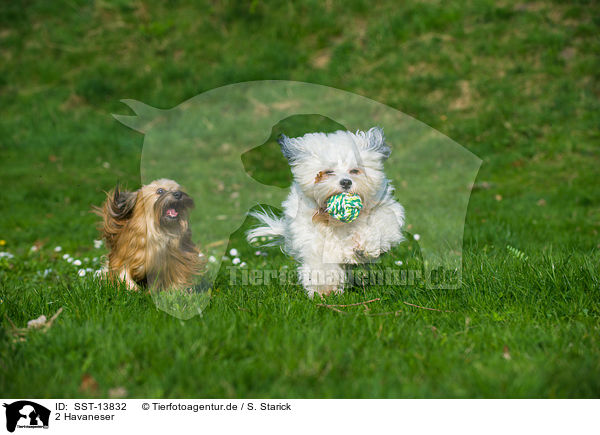 2 Havaneser / 2 havanese / SST-13832