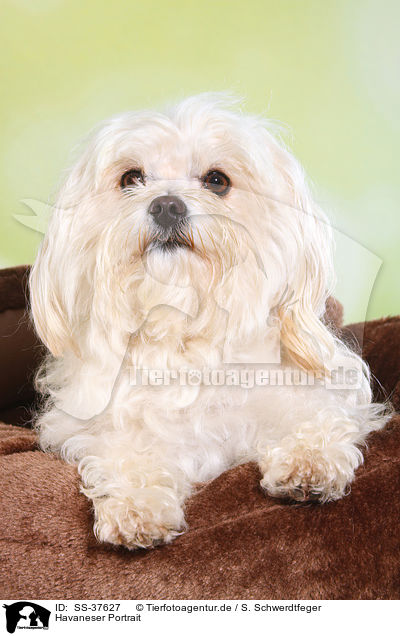 Havaneser Portrait / havanese portrait / SS-37627