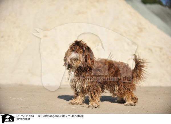 Havaneser / Havanese / YJ-11563