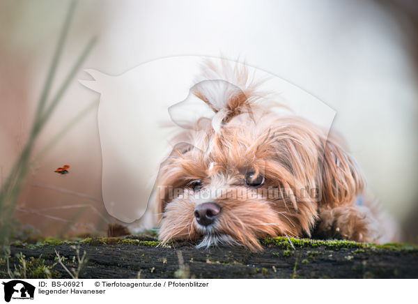 liegender Havaneser / lying Havanese / BS-06921