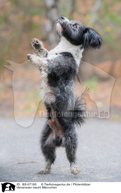 Havaneser macht Mnnchen / begging Havanese / BS-07160