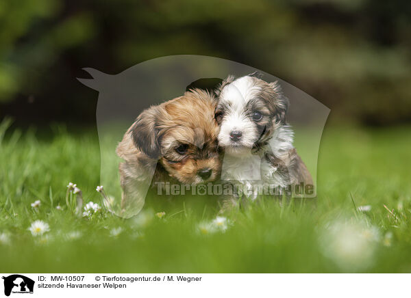 sitzende Havaneser Welpen / sitting Havanese Puppy / MW-10507