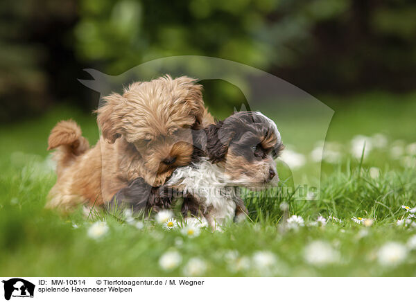 spielende Havaneser Welpen / playing Havanese puppies / MW-10514