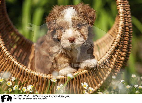 Havaneser Welpe im Krbchen / Havanese Puppy in a basket / MW-10548