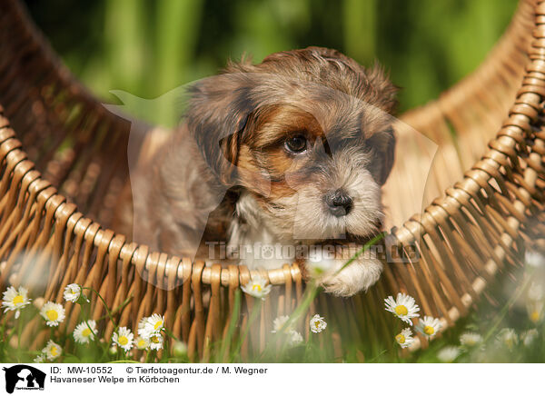 Havaneser Welpe im Krbchen / Havanese Puppy in a basket / MW-10552