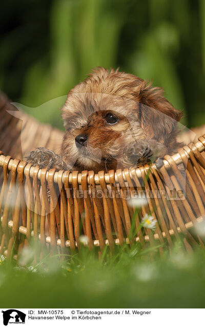 Havaneser Welpe im Krbchen / Havanese Puppy in a basket / MW-10575