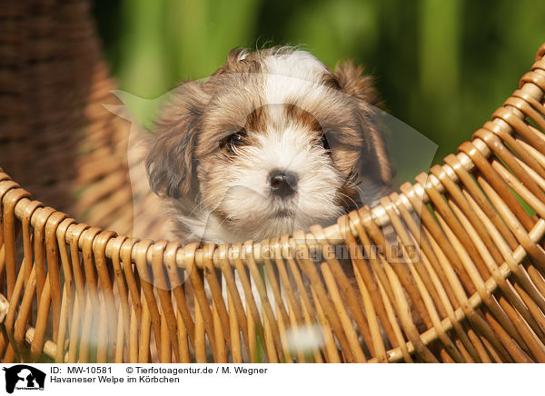 Havaneser Welpe im Krbchen / Havanese Puppy in a basket / MW-10581