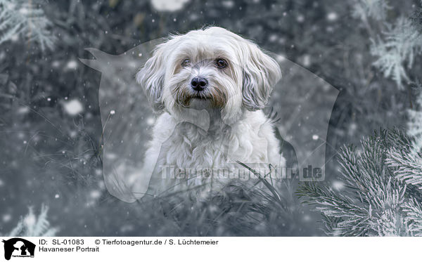 Havaneser Portrait / Havanese portrait / SL-01083