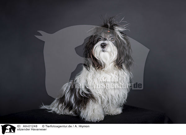 sitzender Havaneser / sitting Havanese / AH-01248